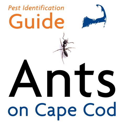 a1 exterminators cape cod