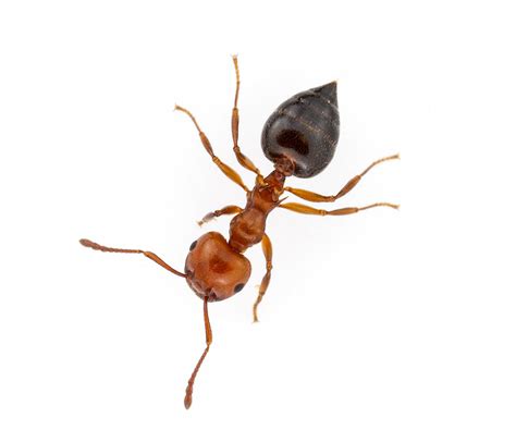 acrobat ant exterminator philadelphia