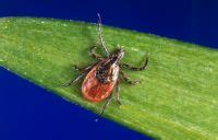 american tick exterminator bucks county