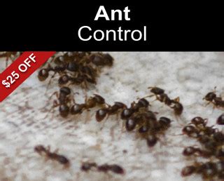 ant exterminator newtown