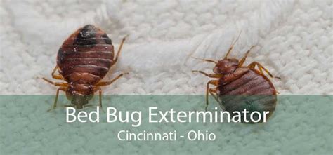 bed bug exterminator cincinnati ohio