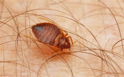 bed bug exterminator idaho falls