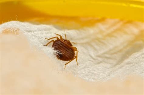 bed bug exterminator montreal