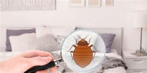 bed bug exterminator tampa