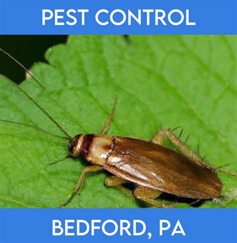 bedford exterminator