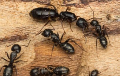 carpenter ant exterminator bucks county