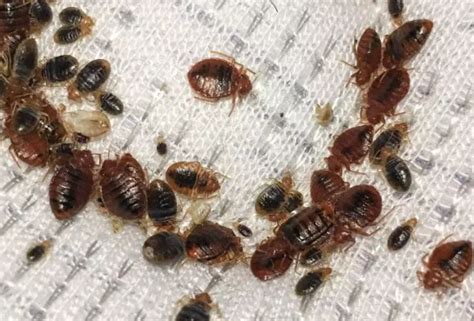 cincinnati exterminators bed bug