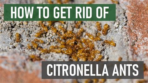 citronella ant exterminator levittown