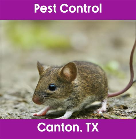 exterminator canton tx