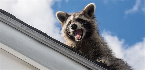 exterminator gatineau