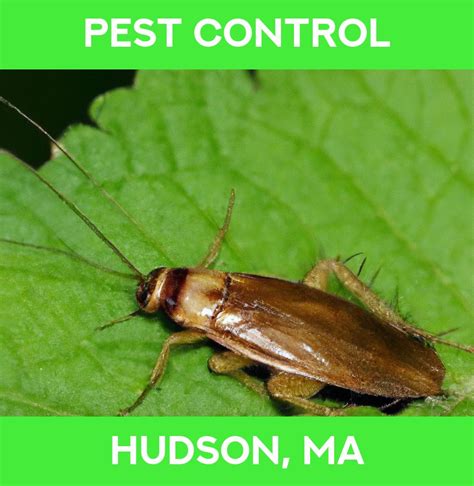 exterminator hudson ma