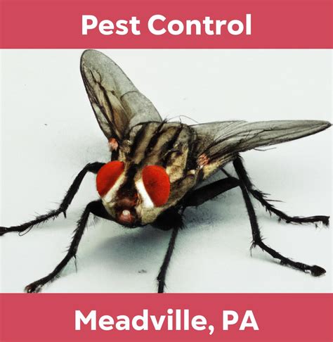 exterminator meadville pa