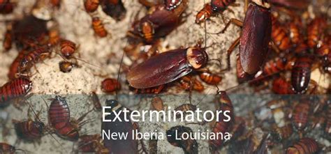 exterminator new iberia la