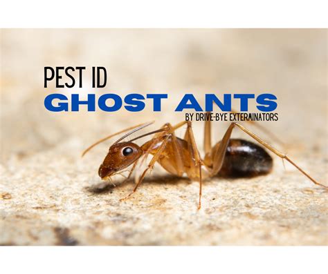 ghost ant exterminator taylor creek fl