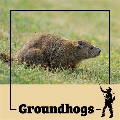 groundhog exterminators near me