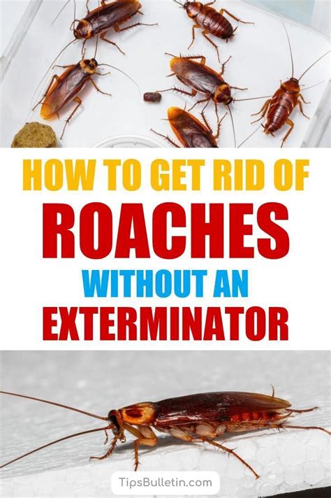 how to prepare for exterminator roaches