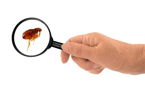 how to prepare for flea exterminator