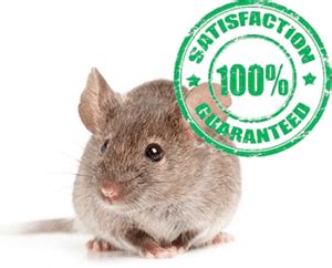 mice exterminator buffalo ny