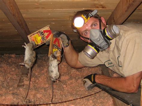 mice exterminator mount pleasant sc