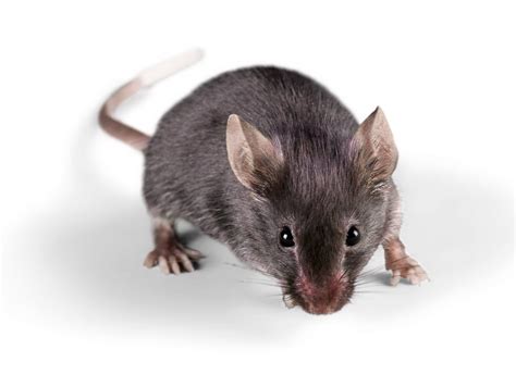 mice exterminator omaha