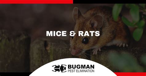 mice exterminator rochester ny