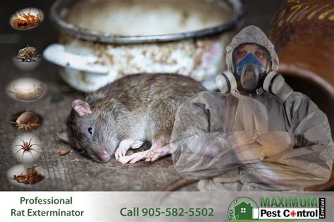 mice exterminators cleveland