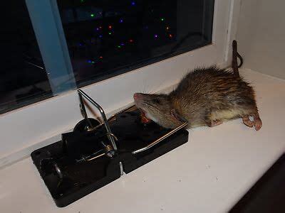 mouse exterminator columbus ohio