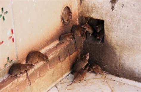 rat exterminator las vegas