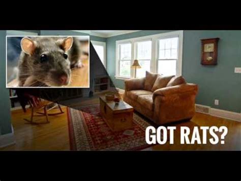 rat exterminator philadelphia