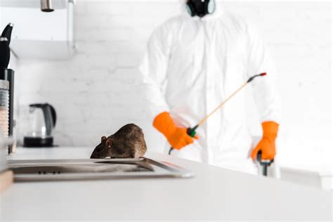 rat exterminator sacramento