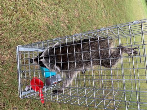 rodent exterminator austin