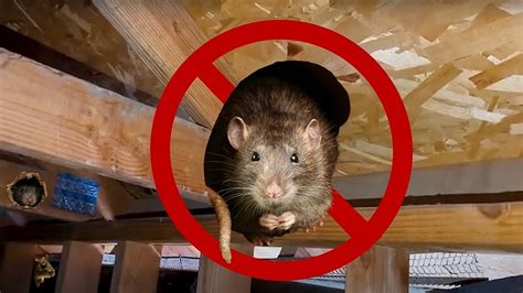 sacramento rat exterminator sacramento sacramento pest control